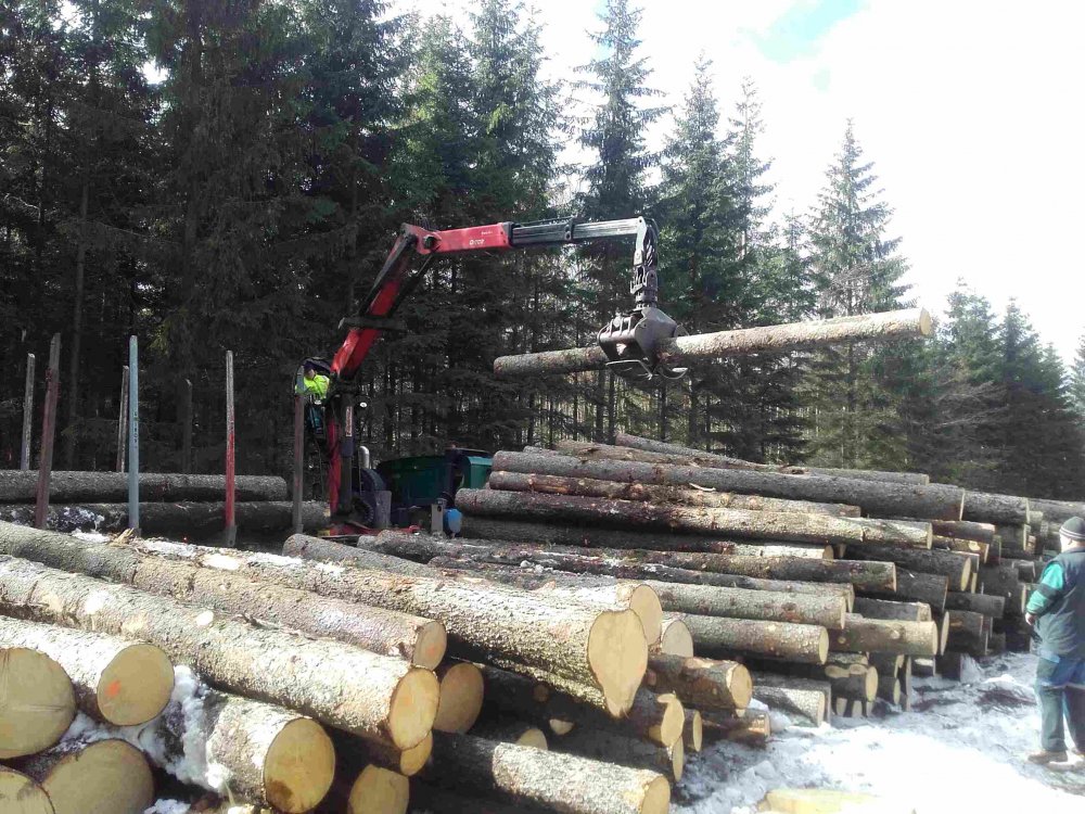 Drdlík- výběr dřeva v lese na šindele